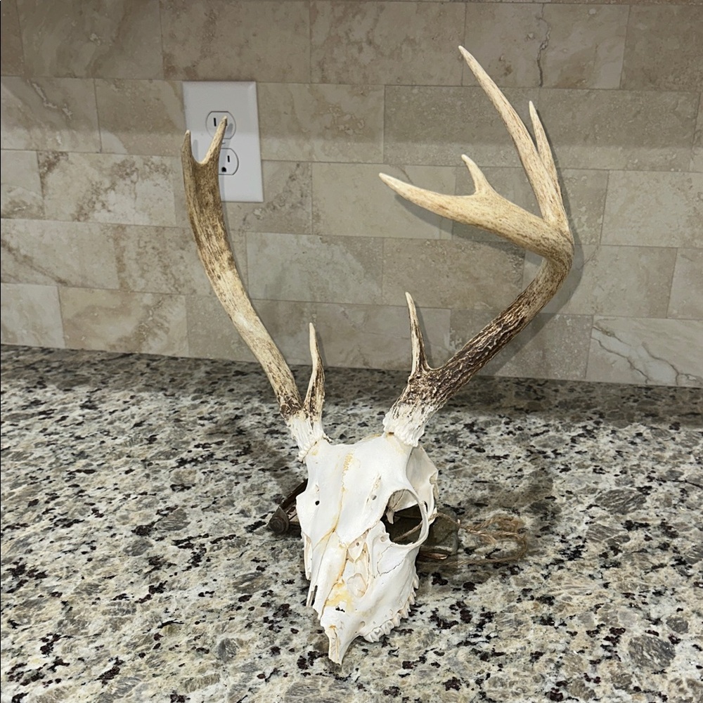 Decorative Antler Skull